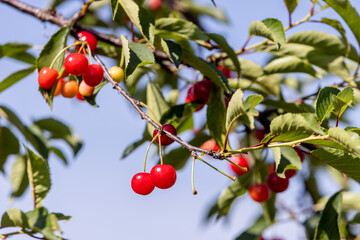 cherry, cherry tree and leaf
