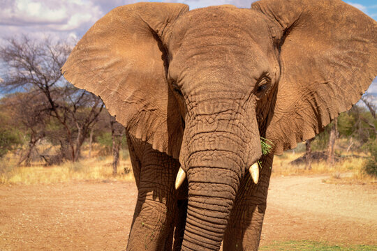 African Bush Elephant in the grassland of Etosha National Park, Namibia.