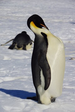 penguin, bird, animal, antarctica