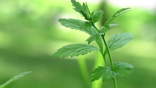 Close-up 4K video of green young nettles in nature