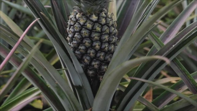 Tilt up tropical pineapple fruit growing in farm.