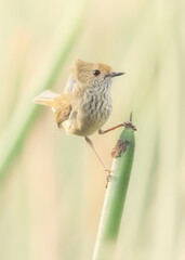 Wild and windblown brown thornbill (Acanthiza pusilla) on rush plant 