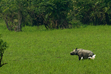 Baby Rhino from Kaziranga National Park Assam India, One Horned Rhinoceros
