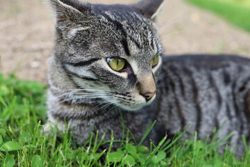 cat in grass