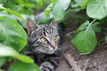 Cat in plants