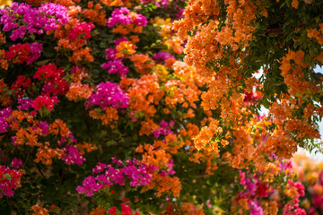 Fototapeta na wymiar Chinese triangle plum bonsai full of colorful, beautiful and splendid flowers