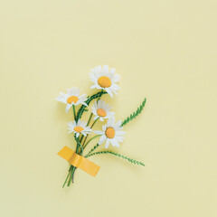 chamomile flowers taped to light yellow background. Minimal concept.