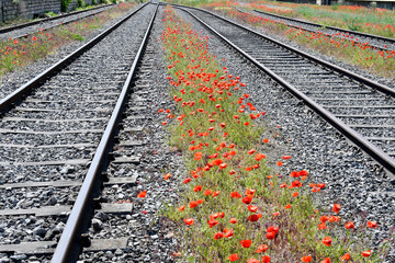 Railroad and Flowers