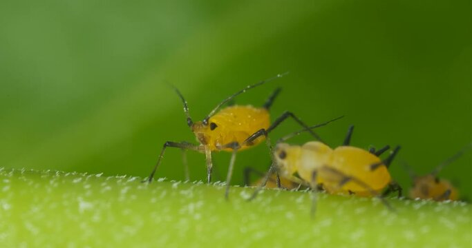 Yellow aphids suck the sap from a leaf.Colony of plant parasites. Italy. 