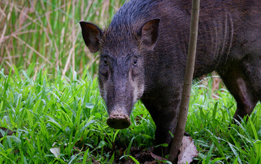 Wild boar commonly seen in parks in Singapore