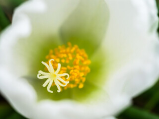 白いポーチュラカ