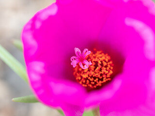 ピンクのポーチュラカ