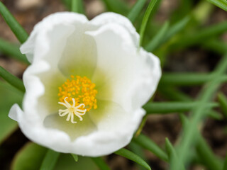 白いポーチュラカ