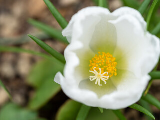 白いポーチュラカ