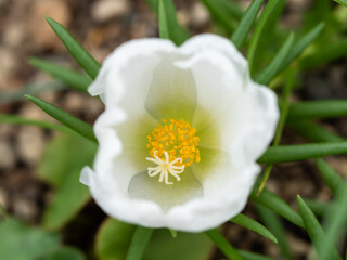 白いポーチュラカ