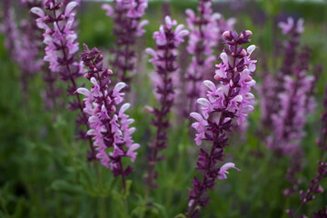 A flower growing in the wild