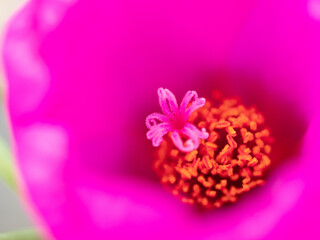 ピンクのポーチュラカ