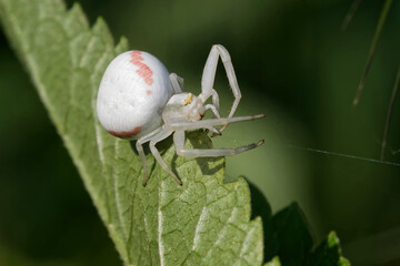 Veränderliche Krabbenspinne