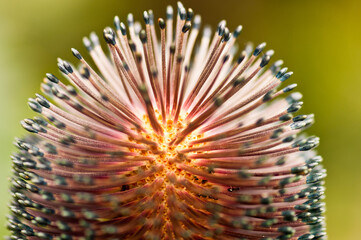 floer