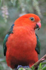 king parrot