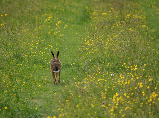 Brown Hare (Lepus europaeus) on the chalklands of Salisbury Plain