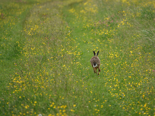 Brown Hare (Lepus europaeus) on the chalklands of Salisbury Plain