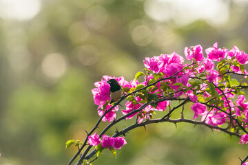 White-rumped munia (Lonchura striata) perched on a bougainvillea branch, Sri Lanka