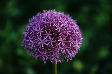 Flower top