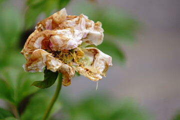 bud of a rose