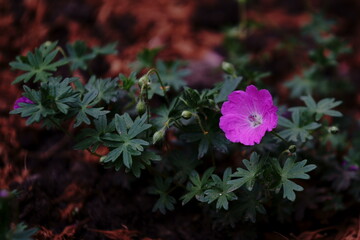 flowers in the garden