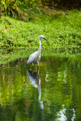 Little egret (Egretta garzetta) standing in water