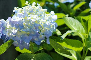 紫陽花 アジサイ あじさい 美しい 可憐 綺麗 さわやか 明るい 鮮やか 花びら 6月