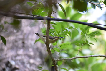 Sparrow named Spiderhunter.