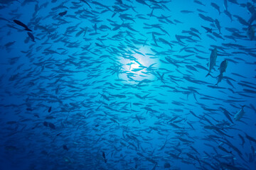 Bigeye trevally (Caranx sexfasciatus) school in Maldives