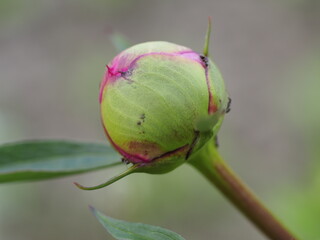 bud of a rose