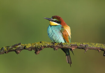 An adult bee-eater sits ( Merops apiaster) on a dry branch in the rays of the soft morning sun against a beautiful blurred background. Close-up bright color photo