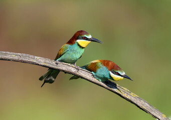 A pair of adult bee-eaters (Merops apiaster) was photographed during ritual feeding and copulation. Close-up bright photo on a beautifully blurred background