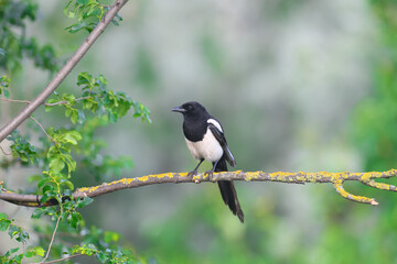An adult common magpie (Pica pica) sits on a dry branch against a beautifully blurred green...
