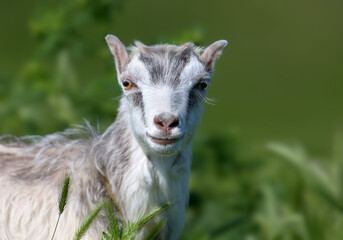 Fototapeta premium A small goat is shot close-up against a background of bright green grass on a blurred background