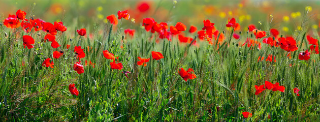 Fototapeta premium A panoramic shot of a wild poppy blooming field with great detail of flowers and stems. An unusual angle and bright colors attract