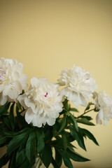 flowers of white peonies on a yellow background. free space. romantic atmosphere. tenderness and care