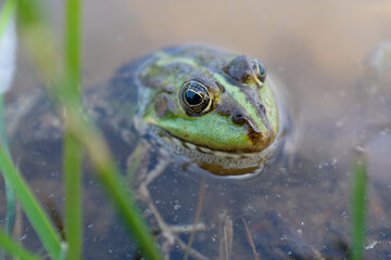 Lake frog (Pelophylax lessonae), marsh frog (Pelophylax ridibundus), edible frog (Pelophylax esculentus) in the pond. The green frog is hiding in the water.