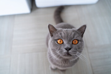 The cat next to the refrigerator