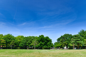 夏の青空と緑の公園