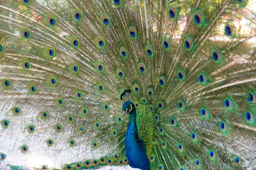 Naklejka premium Peacock showing its tail with colorful feathers. Pavo cristatus