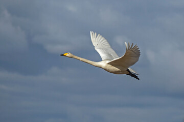 A beautiful white swan flying on the sky. Whooper swan or common swan (Cygnus cygnus).