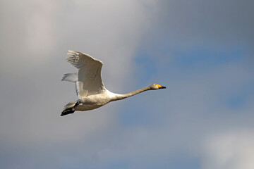 A beautiful white swan flying on the sky. Whooper swan or common swan (Cygnus cygnus).