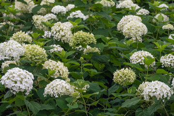 White Hydrangea and green leaf background on shrubs	
