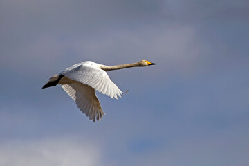 A beautiful white swan flying on the sky. Whooper swan or common swan (Cygnus cygnus).