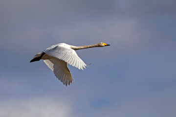 Obraz premium A beautiful white swan flying on the sky. Whooper swan or common swan (Cygnus cygnus).